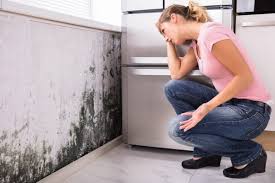 Mold Removal Services